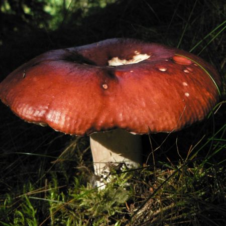 Russula paludosa